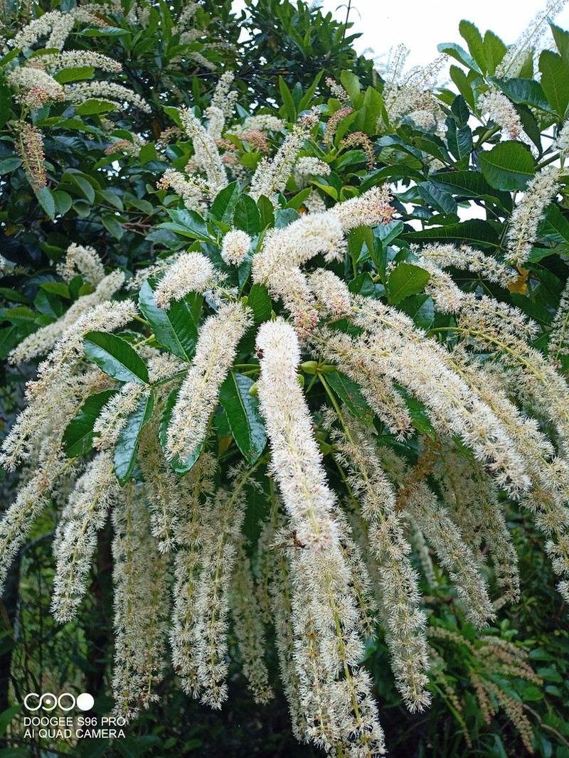 Weinmannia spruceana photo 3