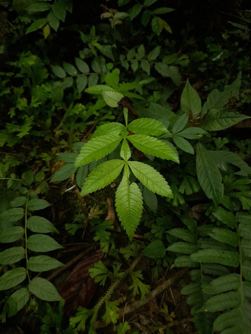 Weinmannia spruceana photo 4