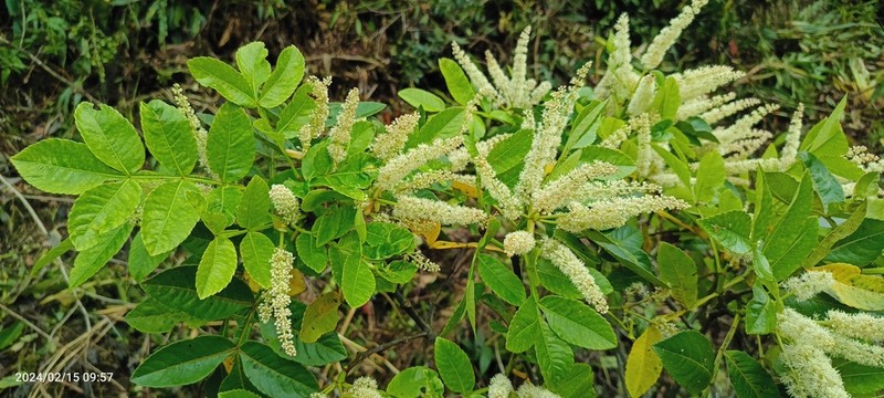 Weinmannia spruceana photo 5