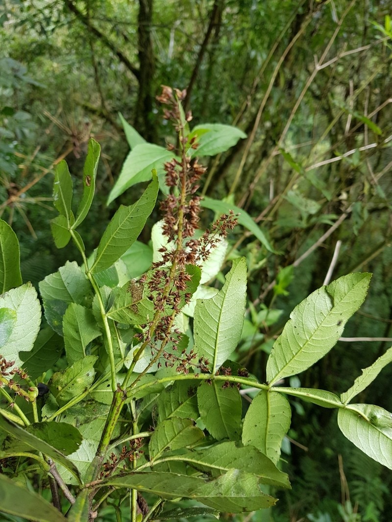 Weinmannia spruceana photo 6