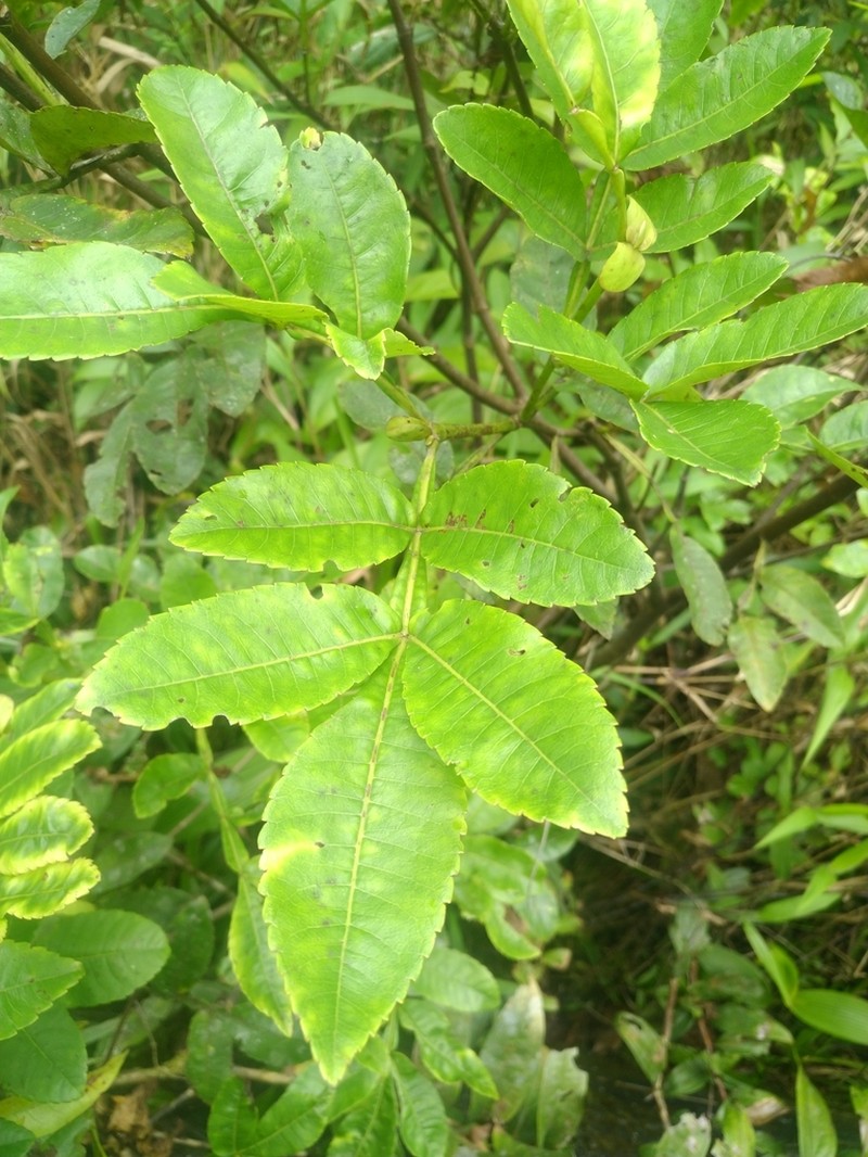 Weinmannia spruceana photo 7