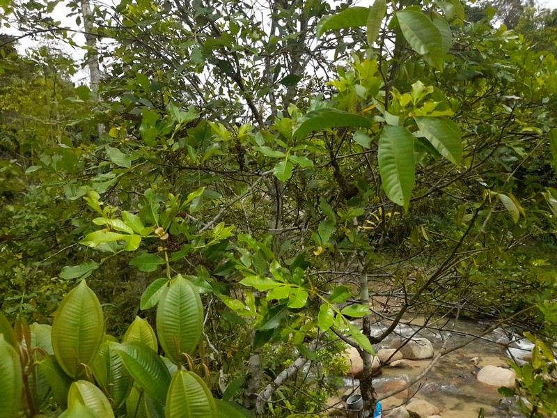 Weinmannia spruceana photo 8