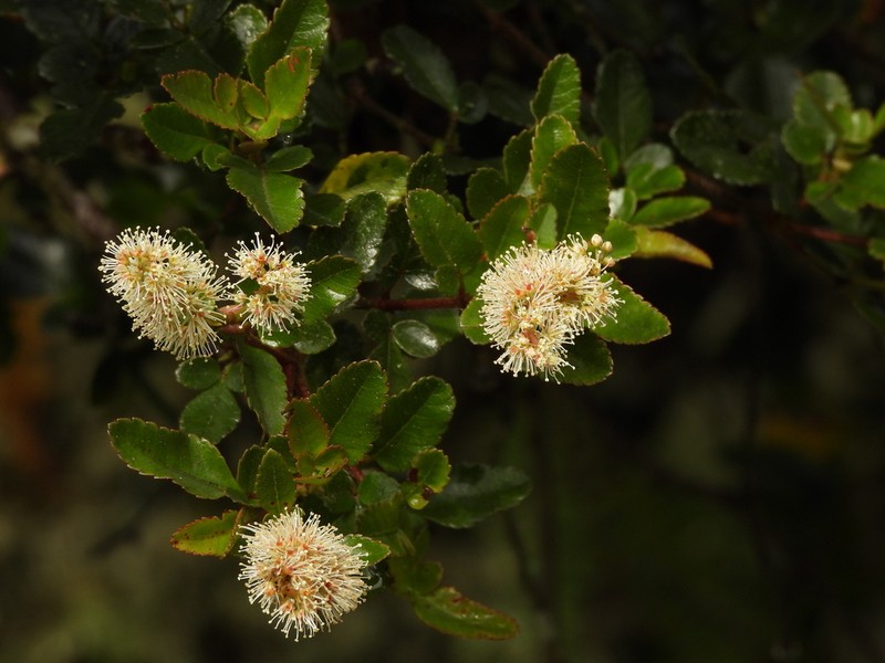 Weinmannia stenocarpa photo 2