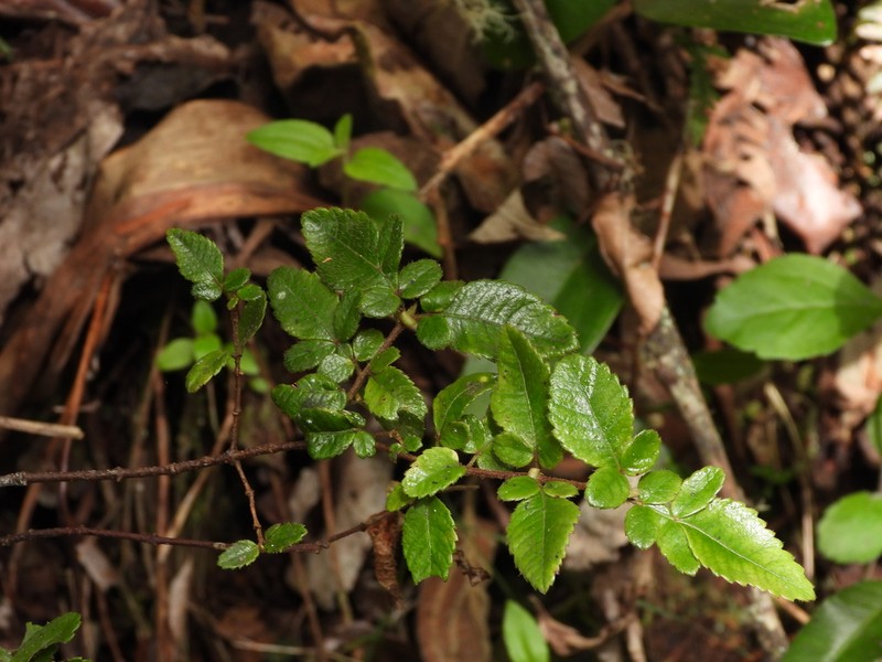 Weinmannia stenocarpa photo 3
