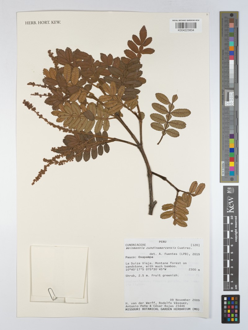 Weinmannia subsessiliflora