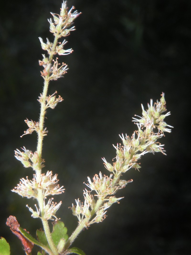 Weinmannia ternata