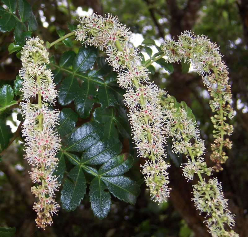 Weinmannia tinctoria