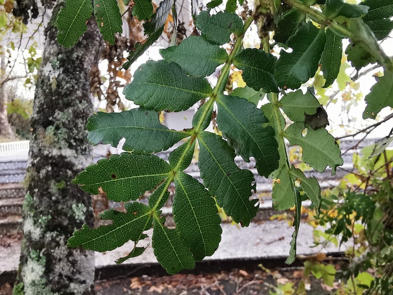Weinmannia tinctoria photo 2