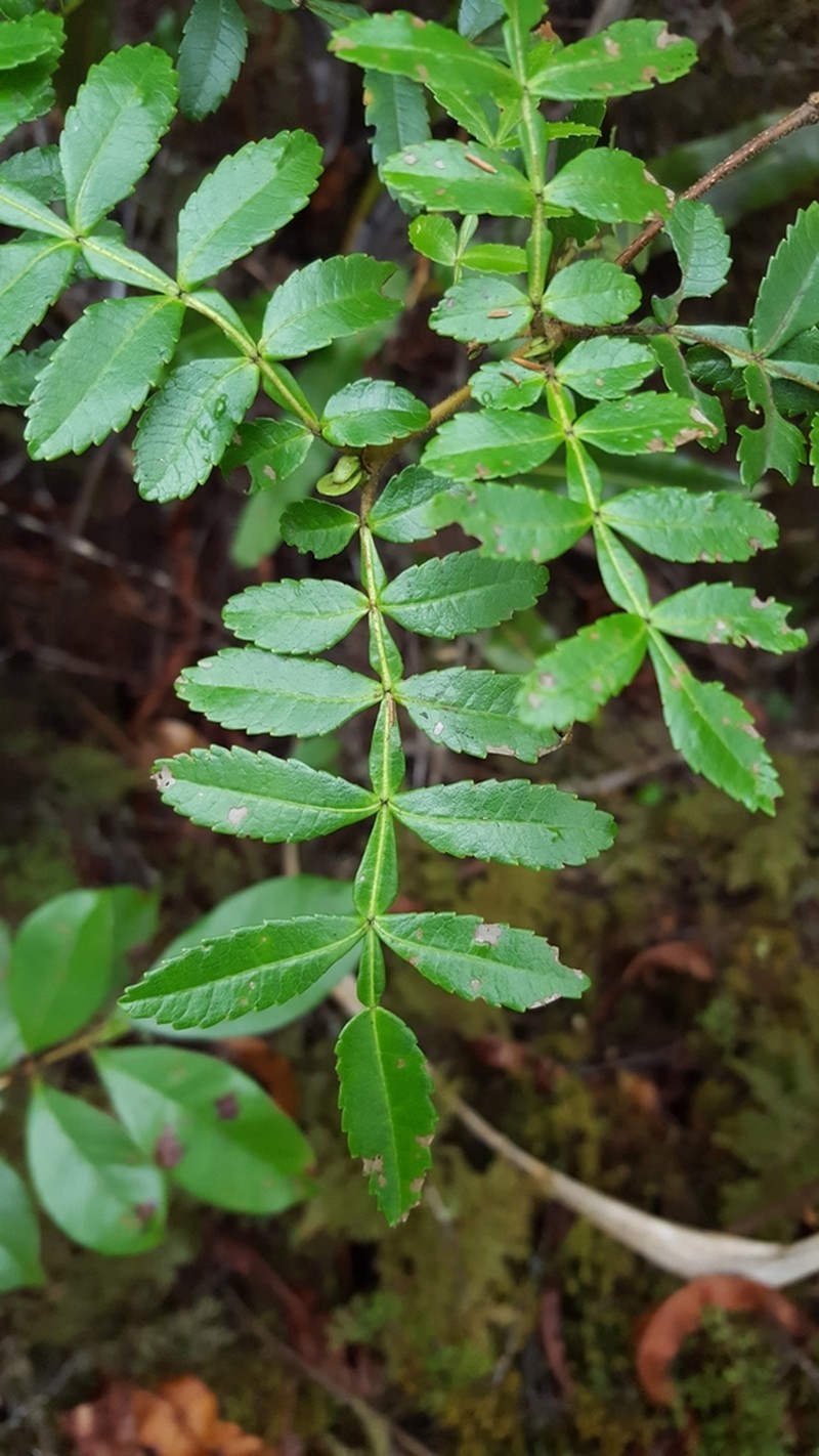 Weinmannia tinctoria photo 3
