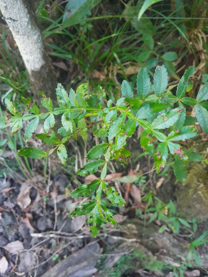 Weinmannia tinctoria photo 6