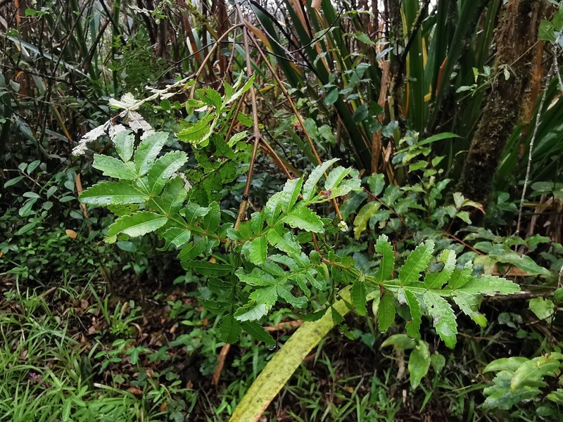 Weinmannia tinctoria photo 7