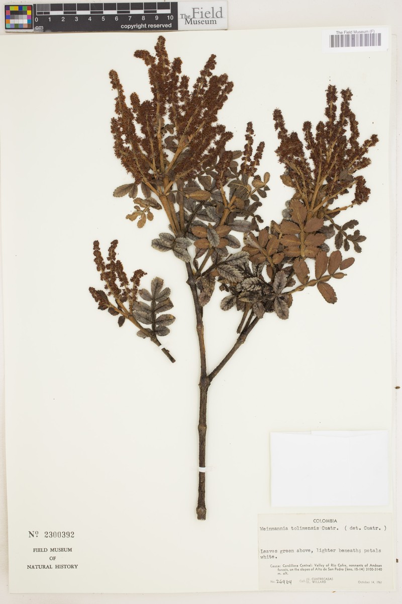 Weinmannia tolimensis