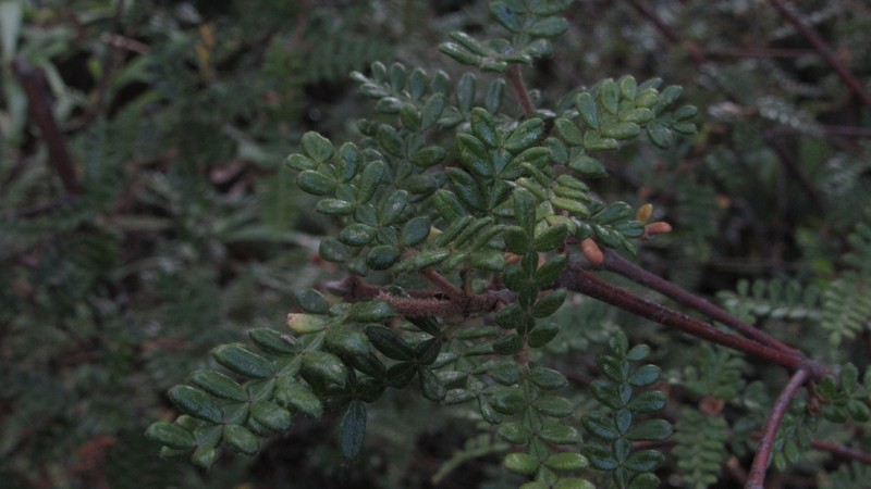 Weinmannia tomentosa