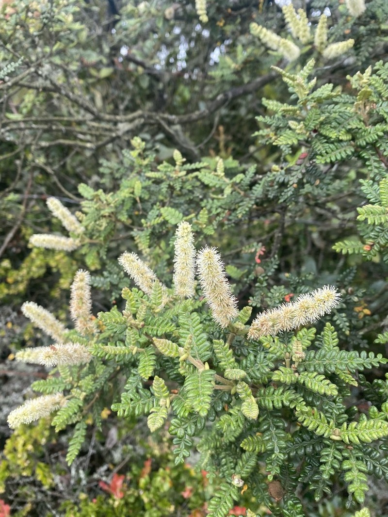 Weinmannia tomentosa photo 2