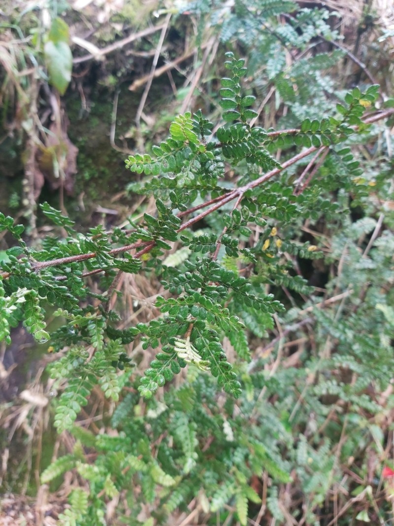 Weinmannia tomentosa photo 3