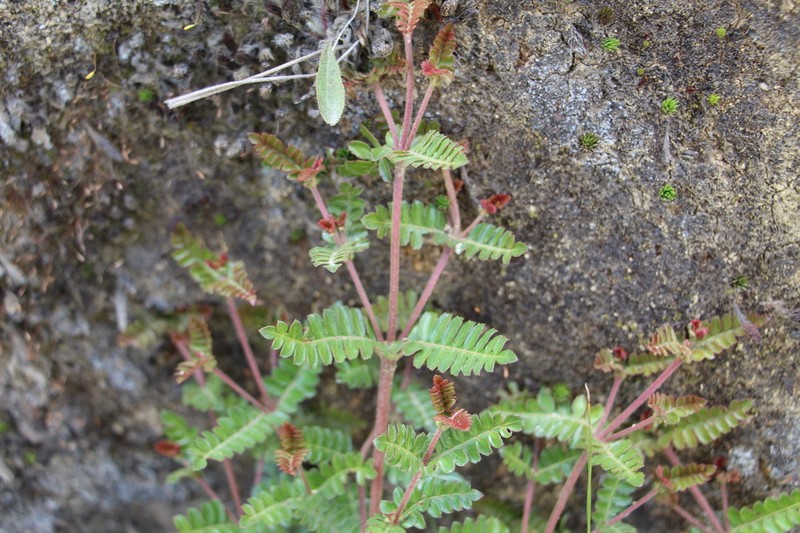 Weinmannia tomentosa photo 5