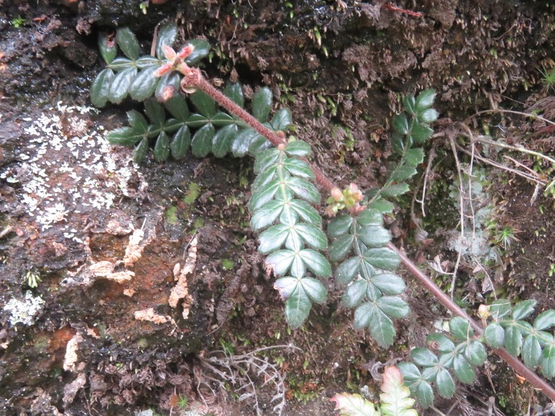 Weinmannia tomentosa photo 6
