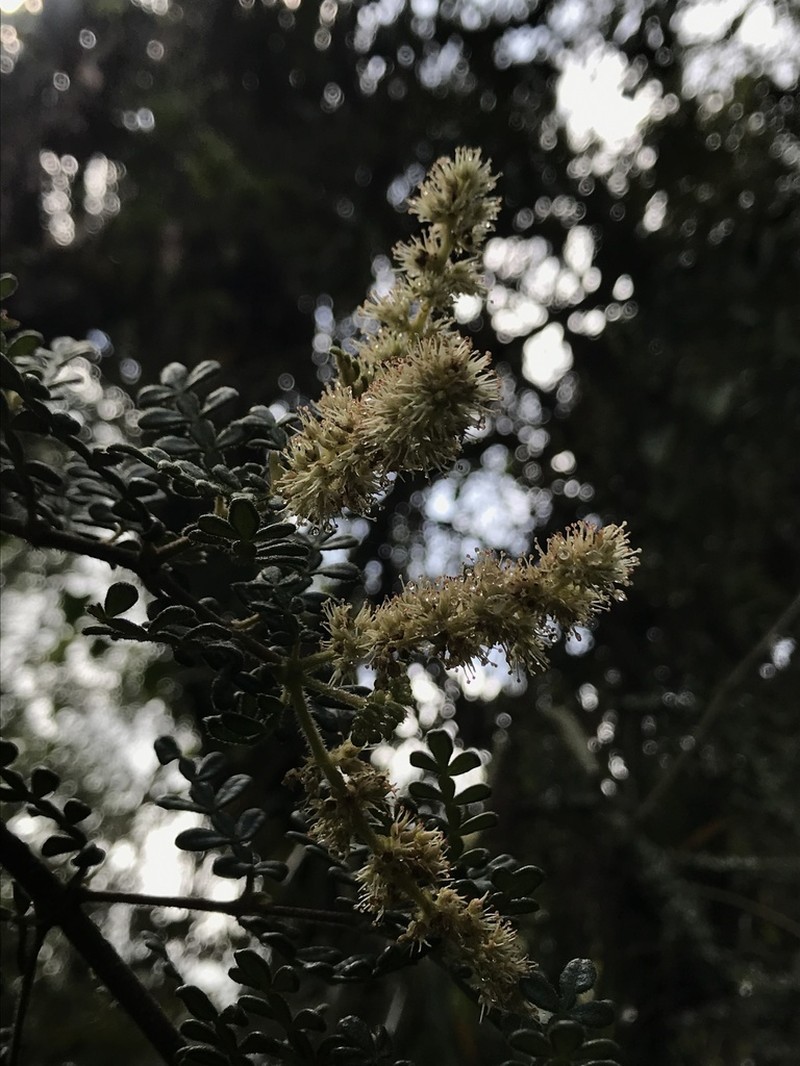 Weinmannia tomentosa photo 8