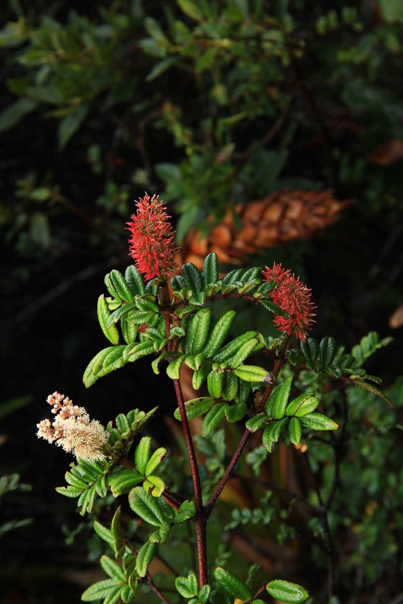 Weinmannia trianae