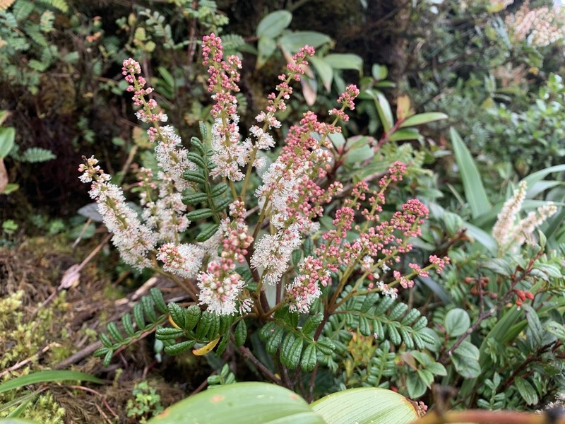 Weinmannia trianae photo 2