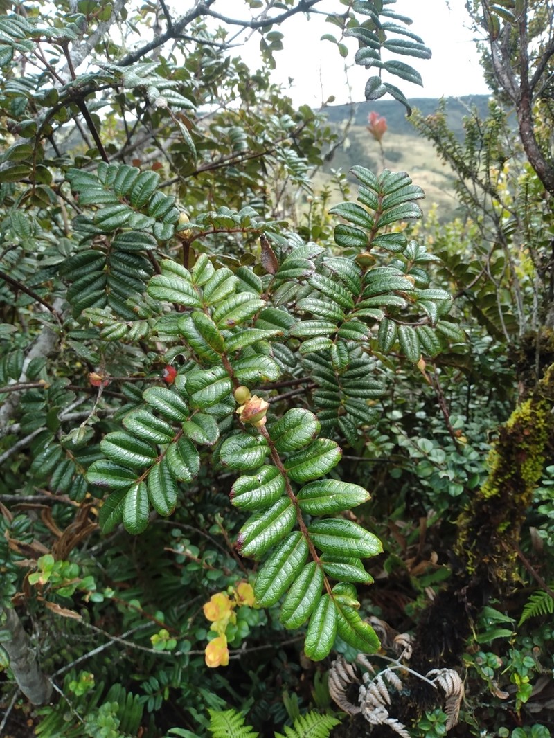Weinmannia trianae photo 3