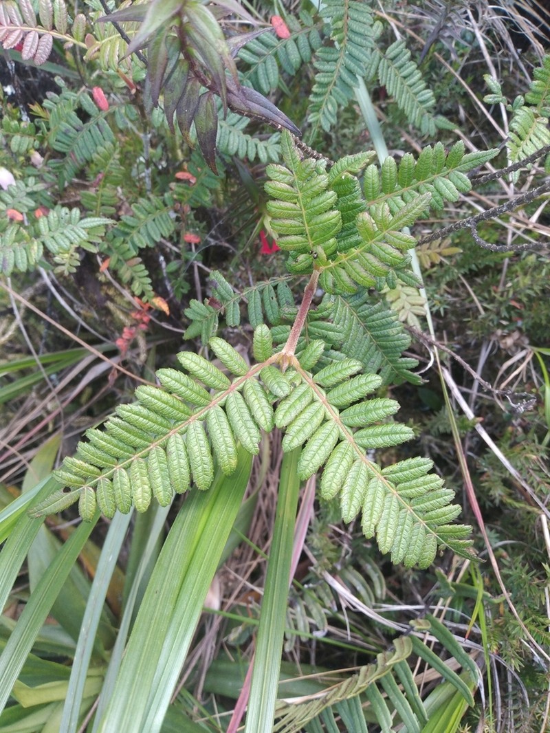 Weinmannia trianae photo 4