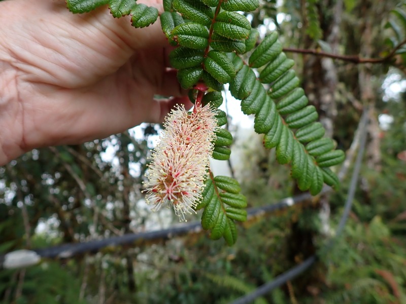 Weinmannia trianae photo 5