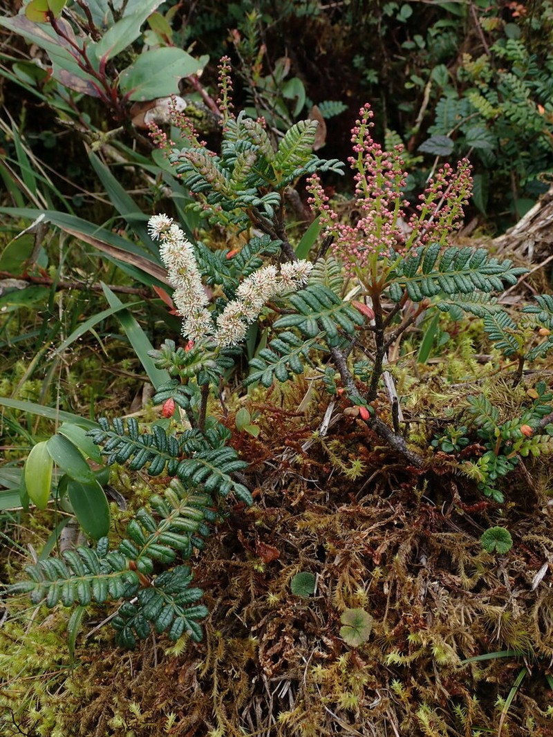 Weinmannia trianae photo 6