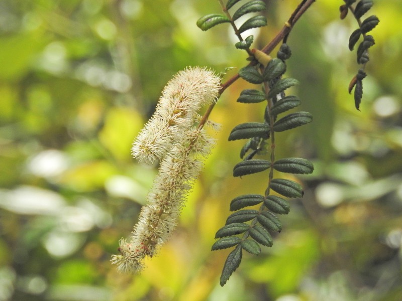 Weinmannia trianae photo 7
