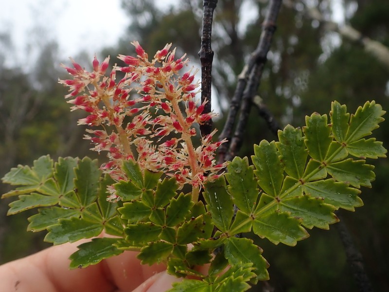 Weinmannia trichosperma photo 4