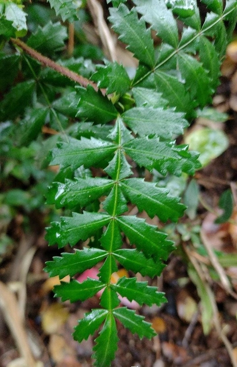 Weinmannia trichosperma photo 5