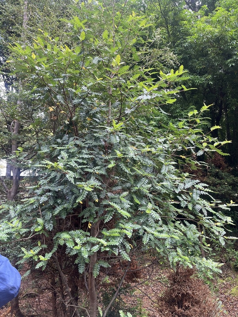 Weinmannia trichosperma photo 6