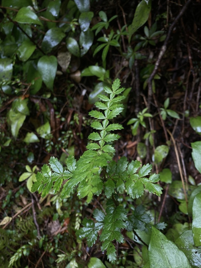 Weinmannia trichosperma photo 7