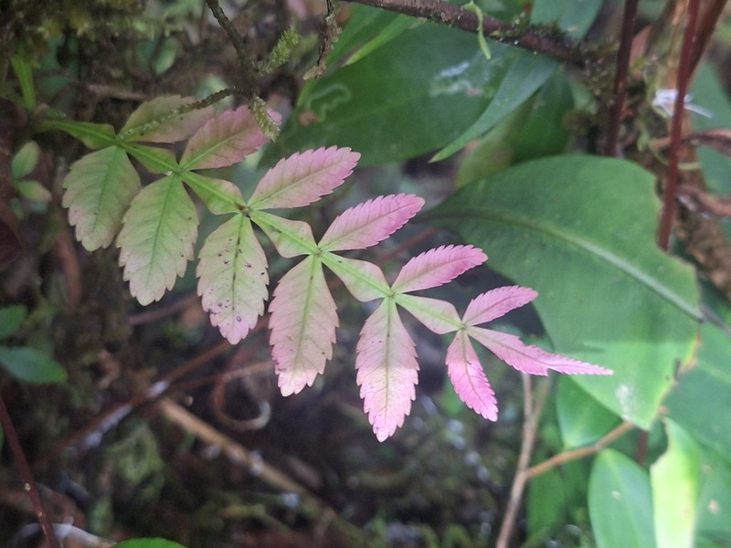 Weinmannia ulei