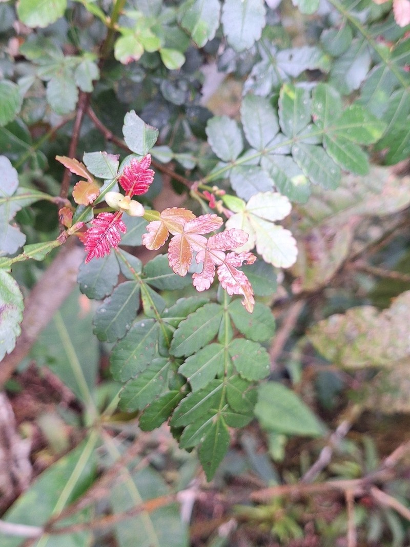 Weinmannia ulei photo 3