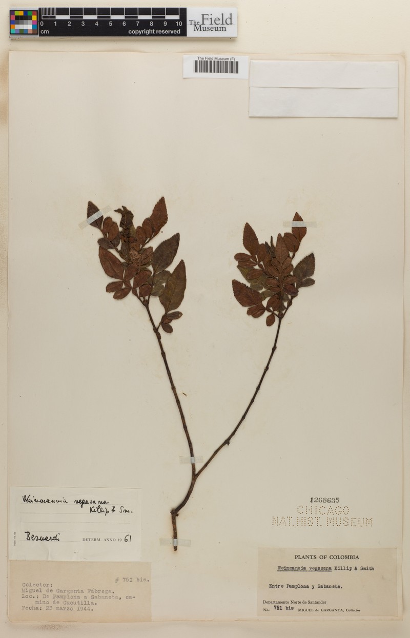 Weinmannia vegasana