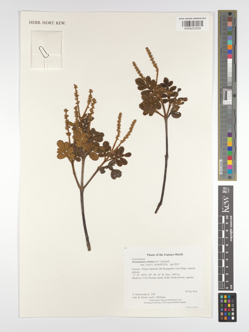 Weinmannia velutina