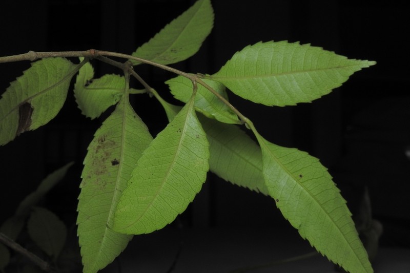 Weinmannia wercklei