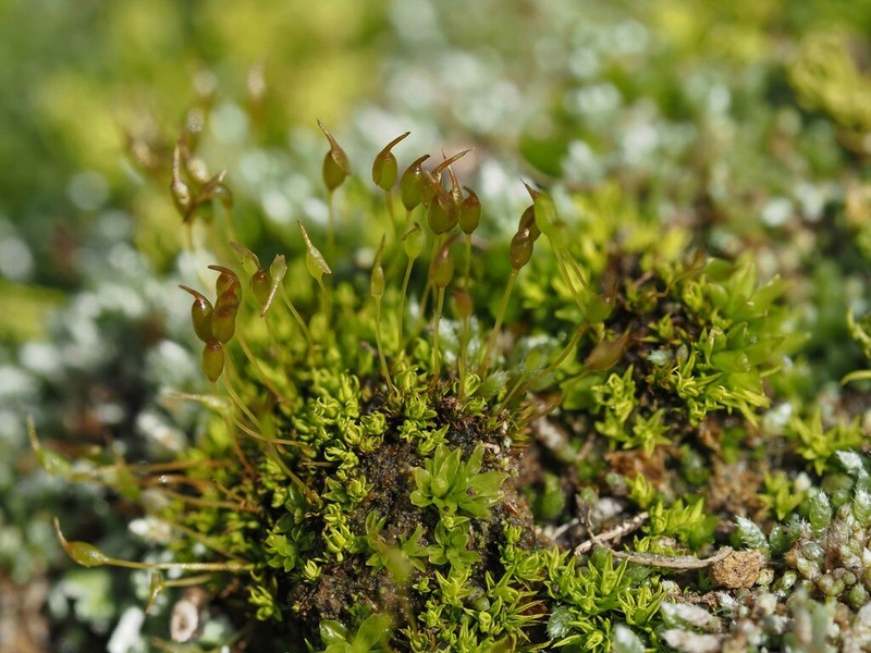 Condensed Weissia Moss
