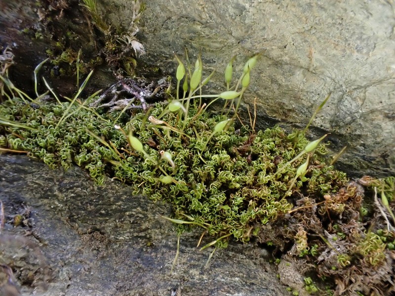 Condensed Weissia Moss photo 2