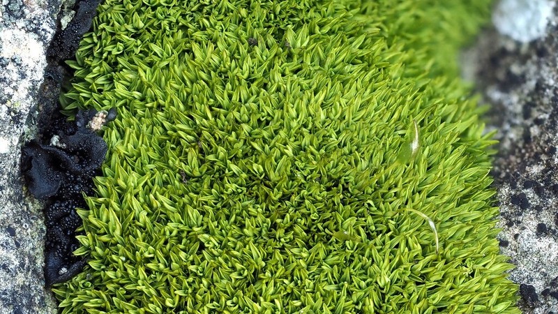 Condensed Weissia Moss photo 3