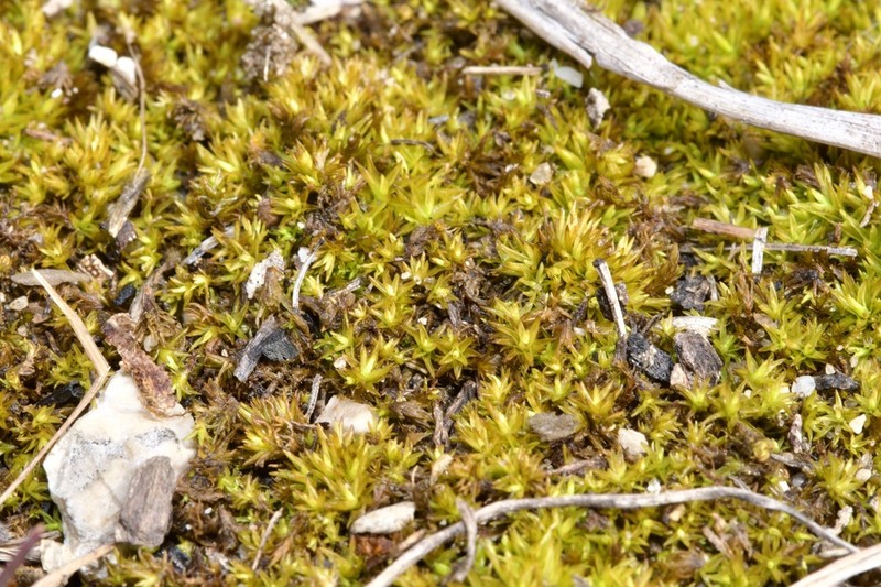 Condensed Weissia Moss photo 4