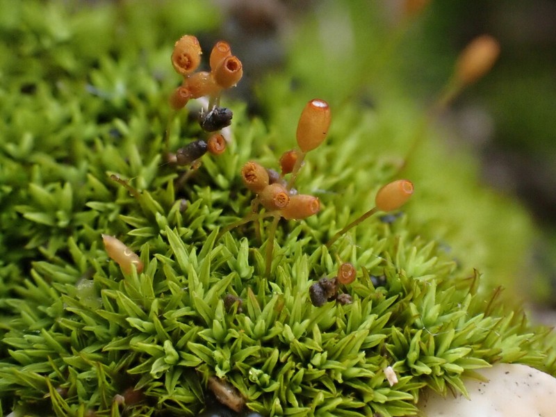 Condensed Weissia Moss photo 5
