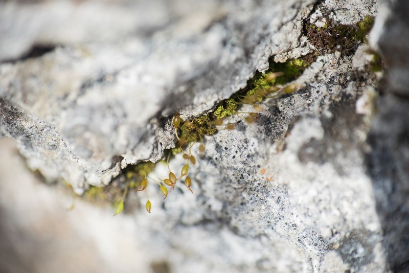 Condensed Weissia Moss photo 6