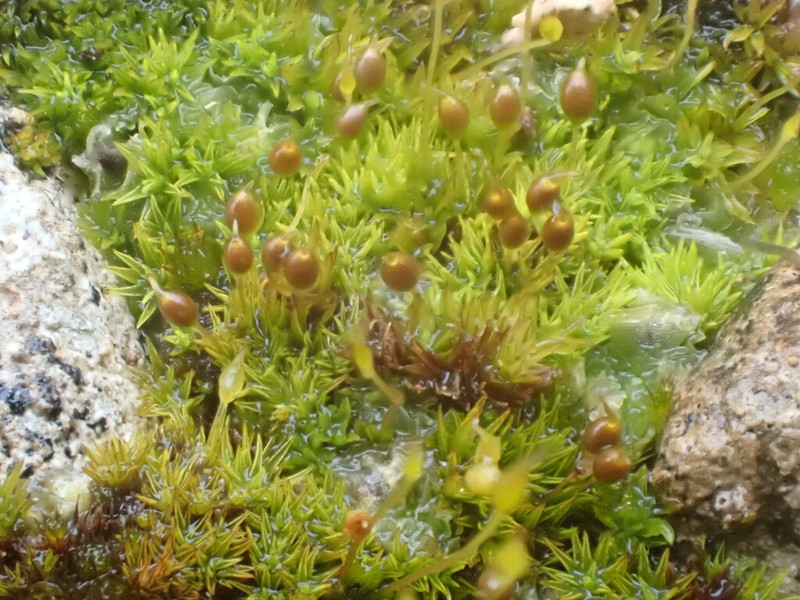 Condensed Weissia Moss photo 7