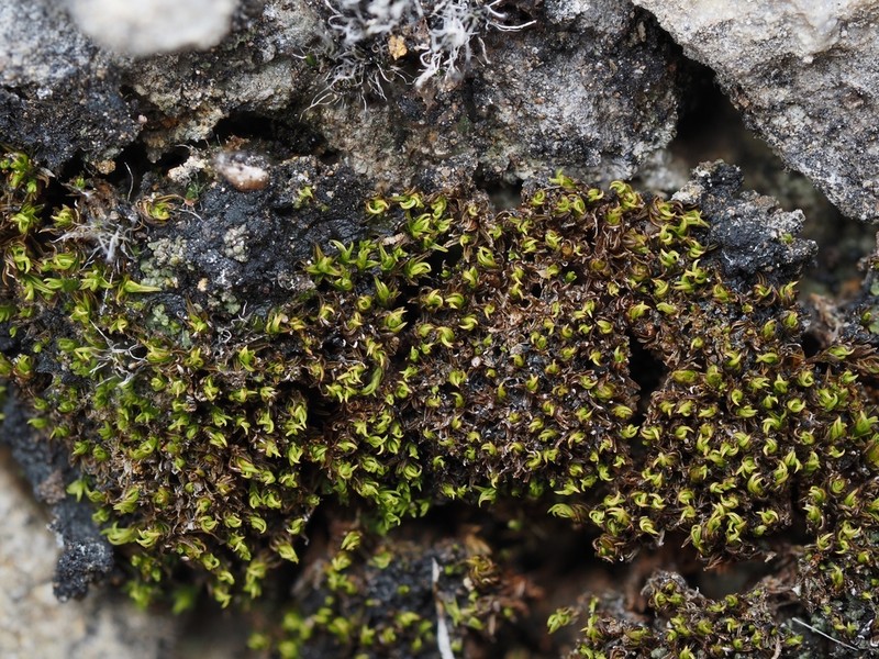 Condensed Weissia Moss photo 8