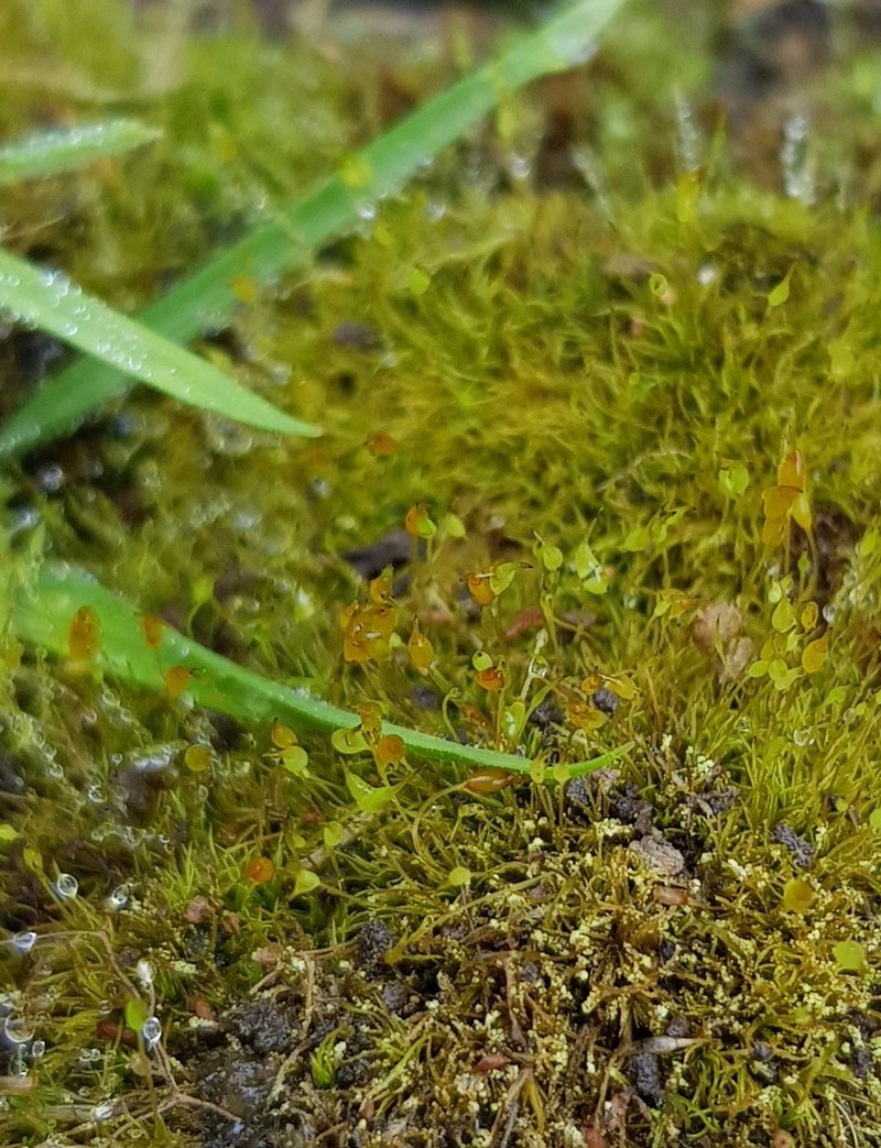 Controverial Weissia Moss photo 2