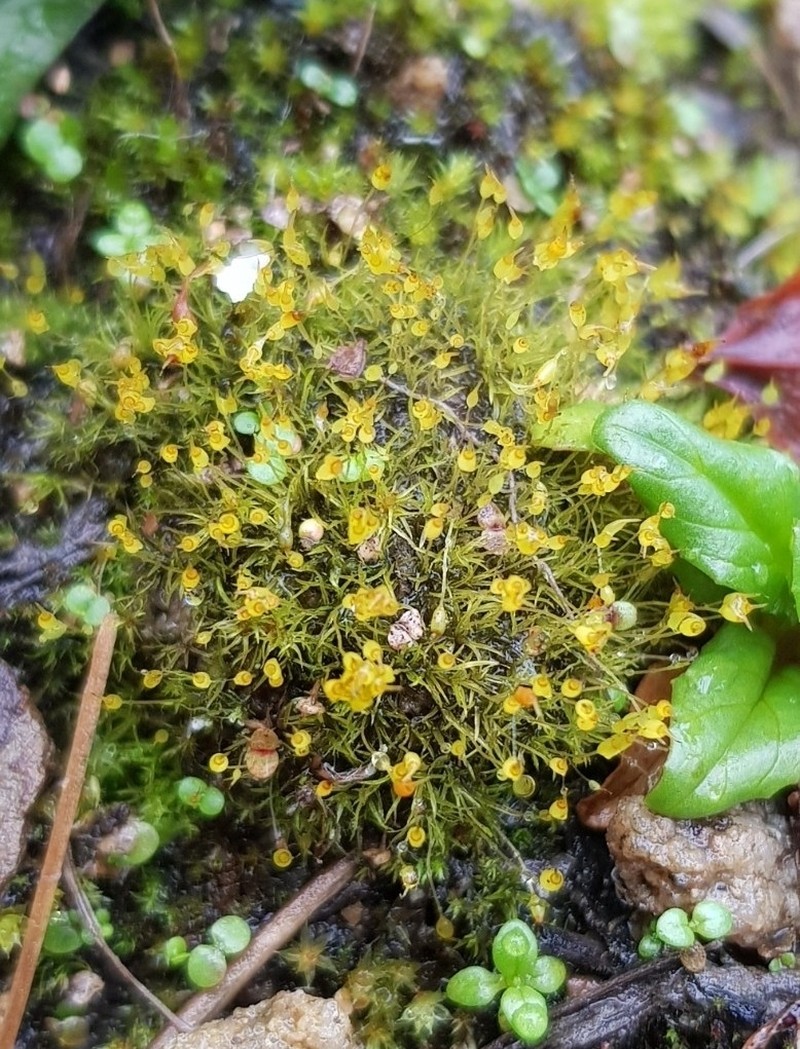 Controverial Weissia Moss photo 3
