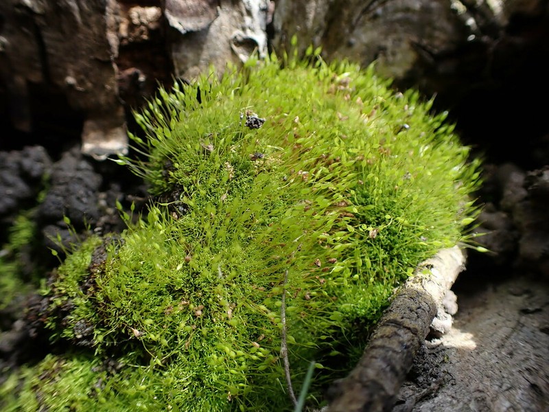 Controverial Weissia Moss photo 4
