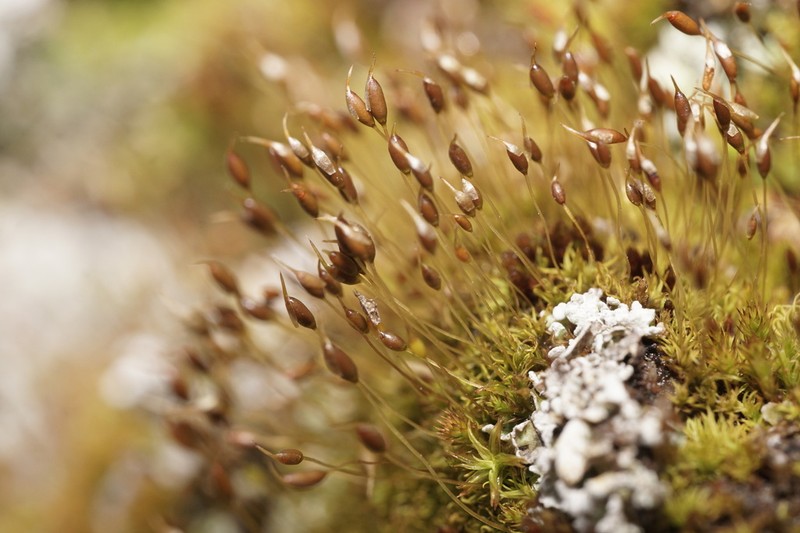 Controverial Weissia Moss photo 5